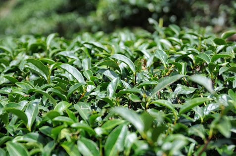 栽培有機茶需要付出許多心力。