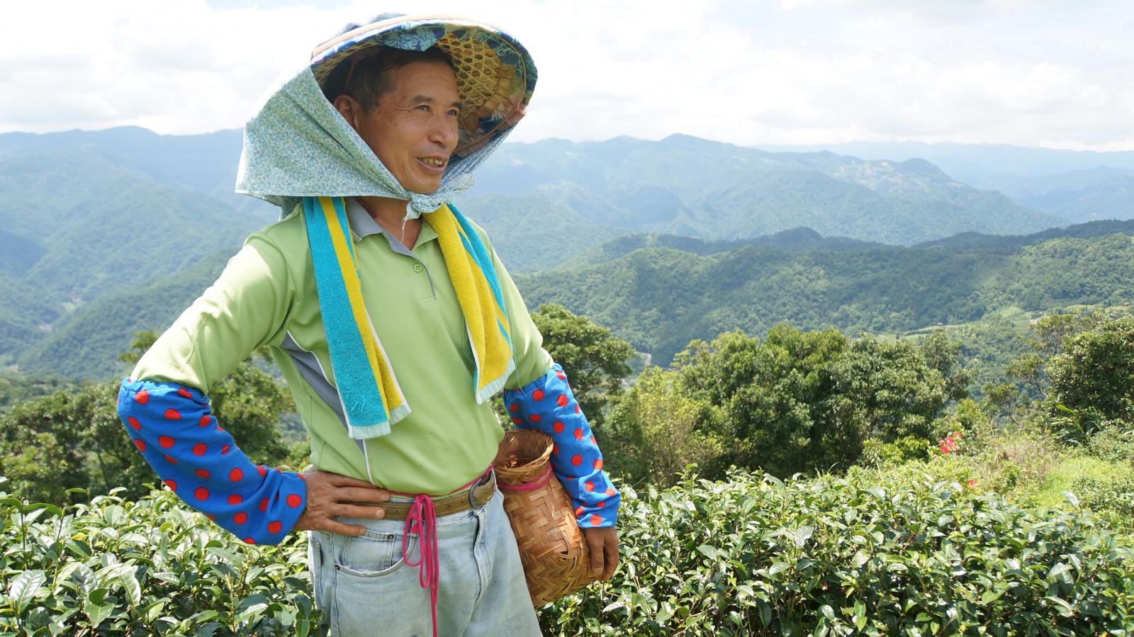 陳陸合在坪林生產有機茶已有十餘年。