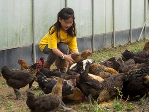 一到餵雞的時間，姐姐于婷就會幫忙主動驅趕不去吃飼料的雞，還會抱著雞玩玩