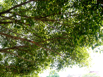 民義國小校園內的榕樹