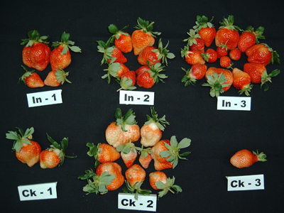 草莓根圈接種溶磷細菌 (In) 比未接種者 (Ck) 顯著增加每株果實產量及色澤(本圖由簡宣裕提供)