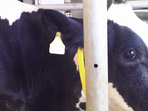 牛隻專用RFID電子耳標