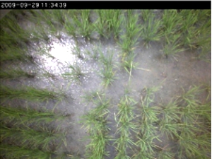 植物影像記錄器即時監測影