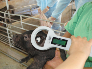 小豬RFID耳標之釘掛與訊號讀取（圖片來源：100年第一季農業資訊科技應用發展電子報／生醫用小型豬RFID生產履歷導入與線上生產供銷管理資訊系統）