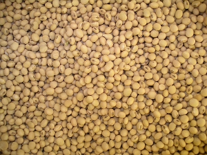 台灣自己生產的黃豆儘管價格較高，但因為擁有好品質，許多消費者指定購買（照片來源：農業科技大展網站）