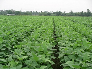 種植大豆好處多！不僅能增加地力，還可以減少病蟲害發生（照片來源：農業科技大展網站）