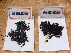 台灣黑豆－台南3號、台南5號（照片由下營區農會提供）