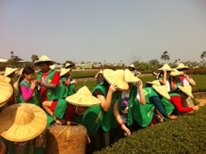 舉辦製茶體驗營，讓更多人得以認識茶文化