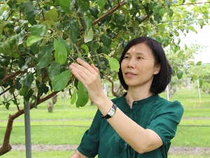10年間育成6種印度棗新品種的邱祝櫻