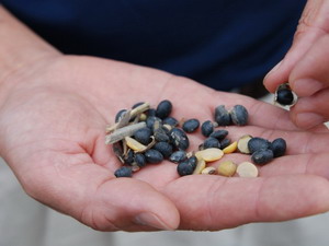 西螺鎮農會輔導轄內其他農作產銷班第1班種出西螺在地的黑豆