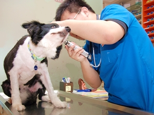 動物醫生正在忙著檢查飼主寶貝愛犬的身體狀況