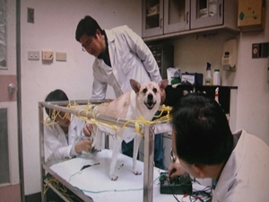 獸醫系課程結合動物教學醫院