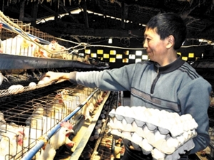 蛋農正在逐粒收集雞蛋