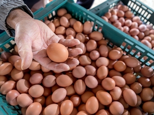雞蛋蛋殼顏色不同是雞隻品種的關係，營養價值差異不大