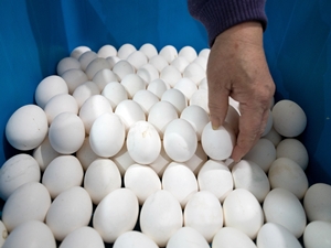 挑選好蛋不難，選蛋殼無裂痕、破損的蛋或盒裝洗選蛋即可