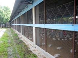 養禽場架設防鳥設施，避免候（野）鳥侵入媒介病原
