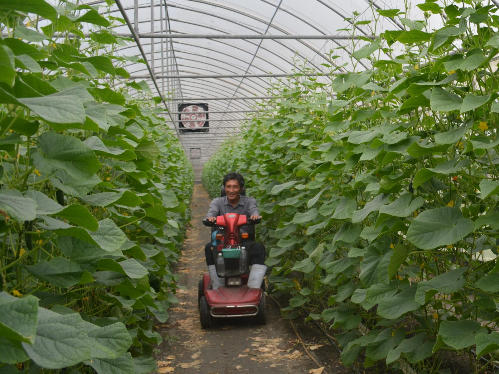 小黃瓜種植面積大，陳蒼鄢須以電動車代步來巡視，節省人力與時間