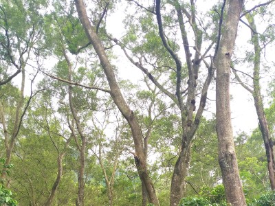 臺灣森林覆蓋度有60.71%，擁有豐富的森林資源。