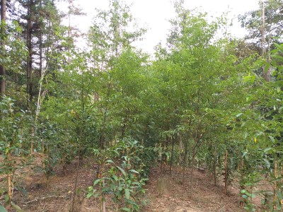 林下經濟試驗中的山胡椒因不容易標準化，因此尚未表列在林下經濟建議種植的作物中。