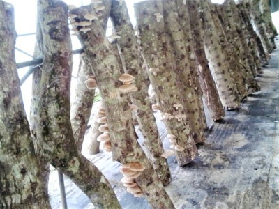 段木香菇種植常受到自然環境限制與影響。