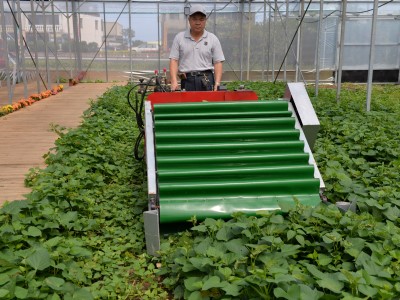 電動葉菜散裝收穫機採收甘薯葉讓農民採收更輕鬆。
