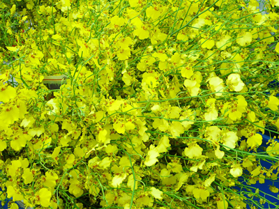 日本人的新歡檸檬綠的文心蘭(本圖由農糧署提供)