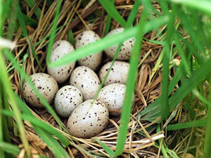 鳥兒在稻田裡築巢下蛋