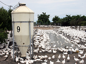 牧場內設有監控設備，可以隨時掌握鵝的生長情況