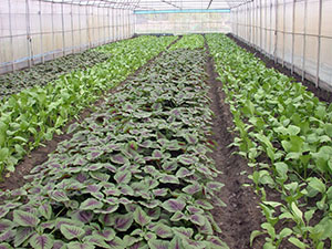 隧道式溫網室裡，葉菜類得以安心生長