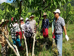 農事代工服務團成員在農場受訓，學習採收釋迦 
