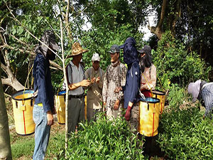 農村在「採收」時節最需要勞動力，例如茶葉產業在採收時最缺工
