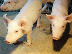 很多施打瘦肉精或是抗生素的養豬場，通常5或6個月就收成；但不用藥的豬隻成熟都需要210天左右，如此一來成本雖較高，卻能產出真正安心的肉品
