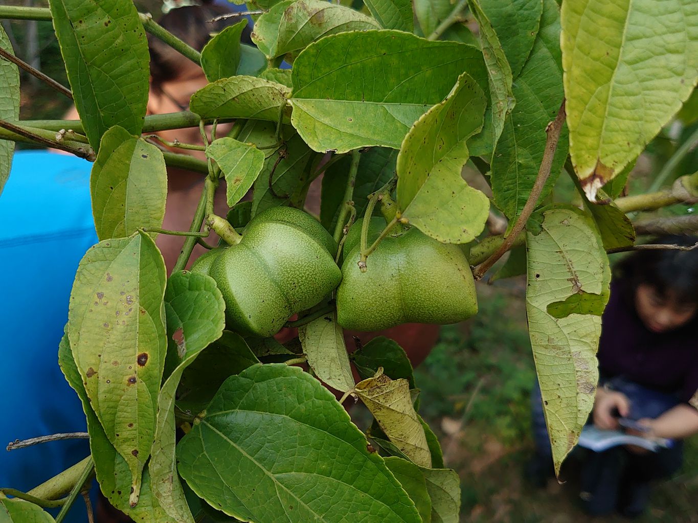 印加果果實