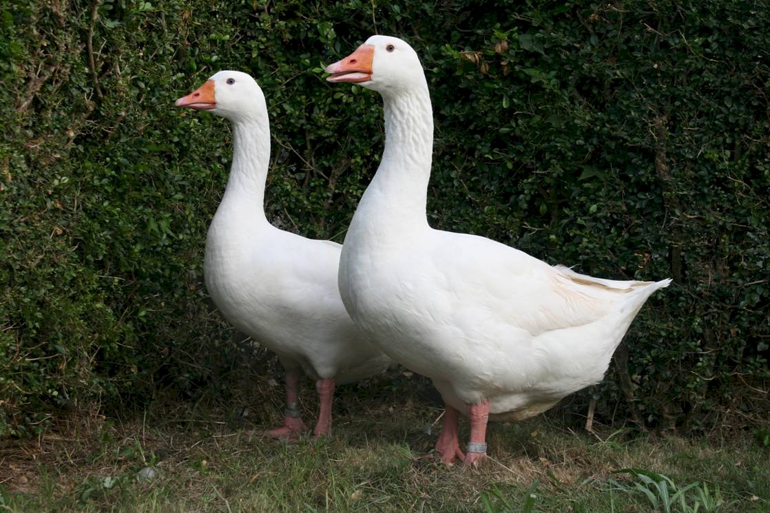 白羅曼鵝相片 白羅曼鵝相片