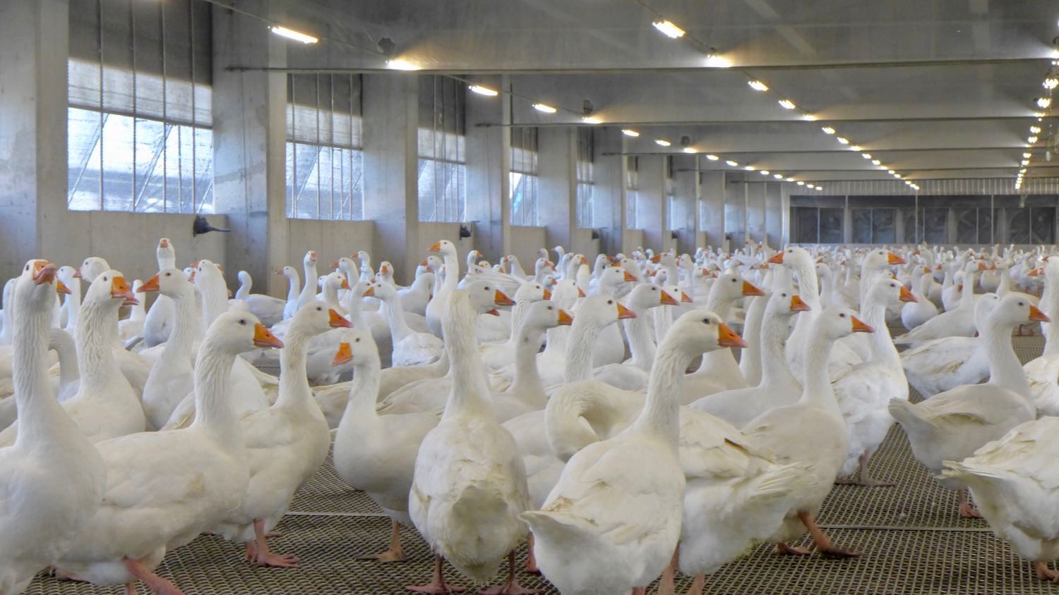 密閉式飼養鵝舍