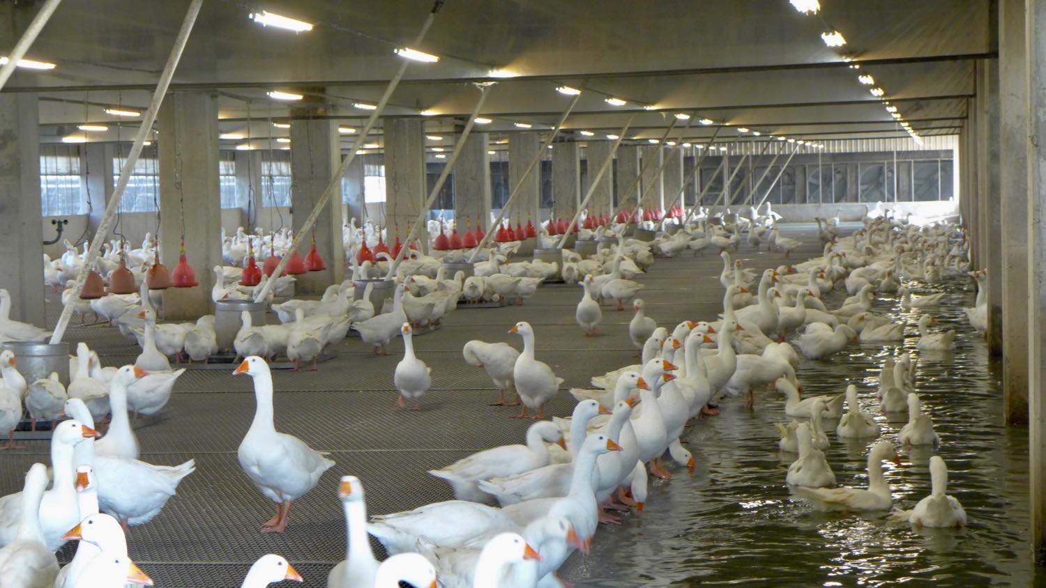 導入淨零循環與自動化設備鵝舍