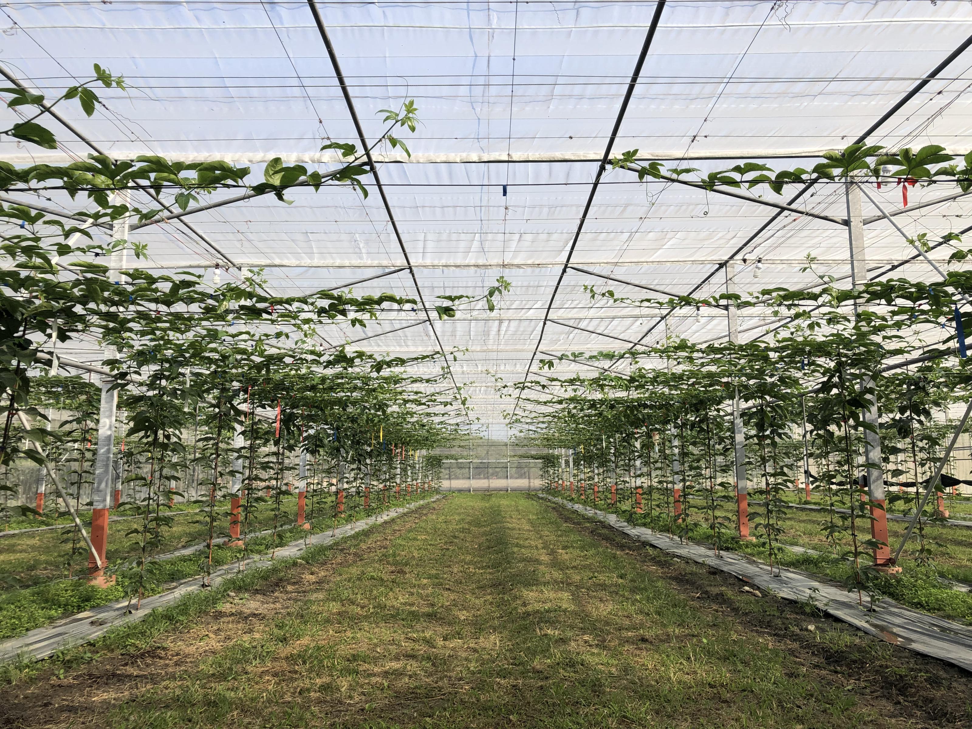 利用網室生產,降低蟲害發生 利用網室生產,降低蟲害發生