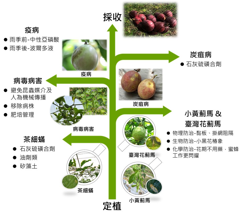 百香果生育期關鍵病蟲害圖卡,精準防治 百香果生育期關鍵病蟲害圖卡,精準防治