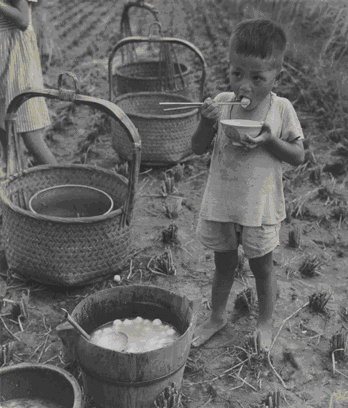 早期農忙時節，父母們只能將小孩子一起帶到田裡工作
