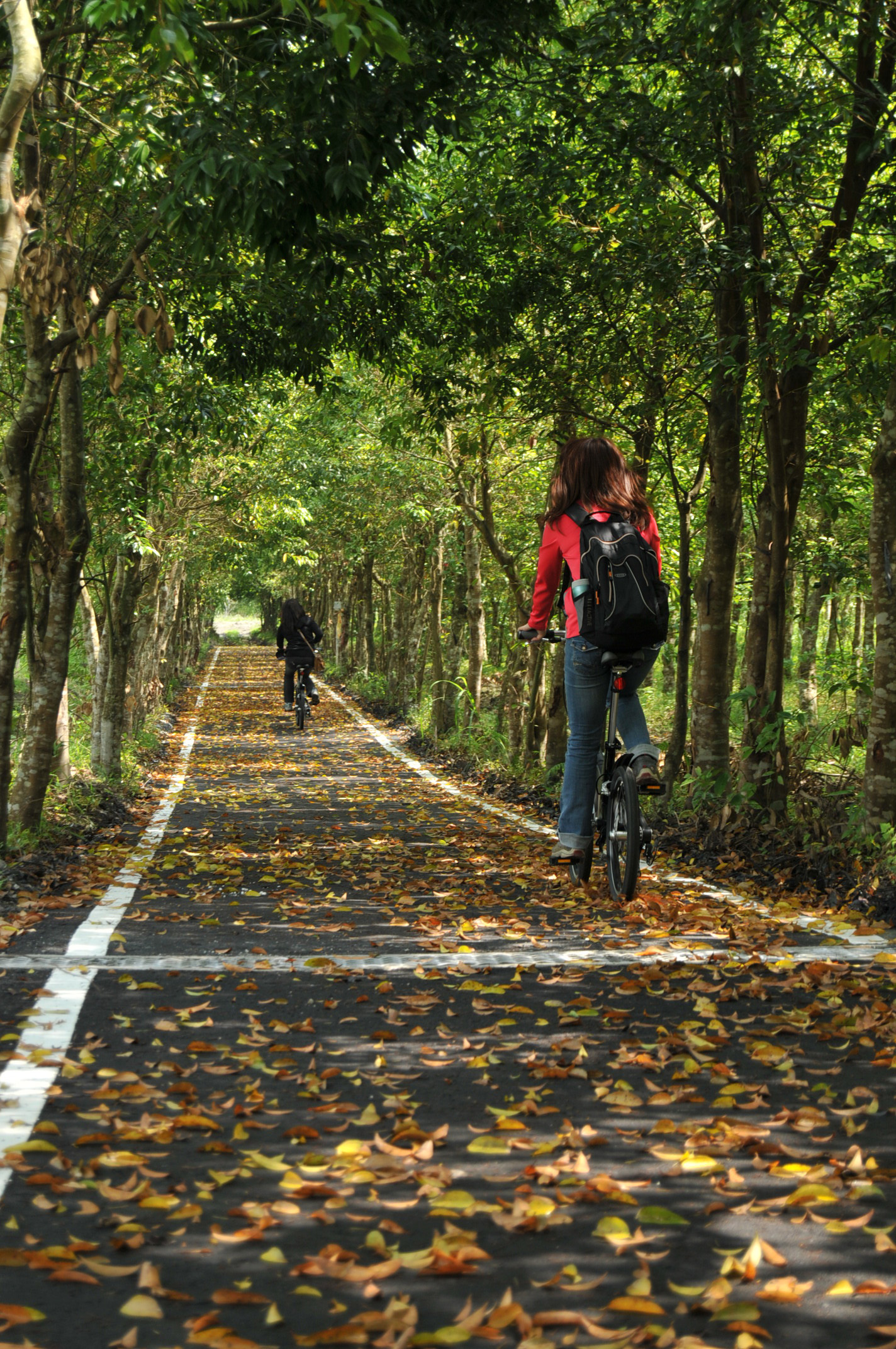 花蓮園區設有自行車道，讓遊客可在森林裡悠遊騎單車
