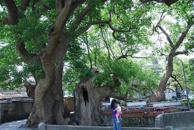 苗栗縣公館鄉有樟樹與茄苳兩巨木一起生活了約 300 年，是至死不渝的老朋友
