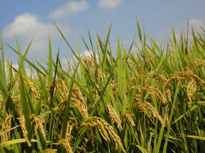 「立秋」節氣正逢一期稻作收穫之時