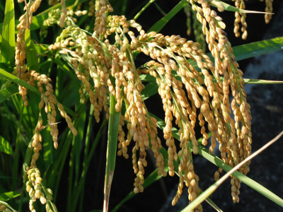 秋天是豐收的季節，稻田一片金黃（本圖由農業易遊網提供）