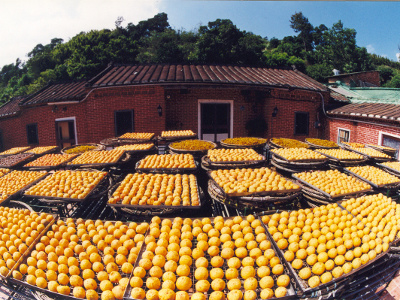 柿盤上滿滿的黃澄顏色，構成新竹客家庄另番豐收景象（本圖由新埔鎮農會提供）
