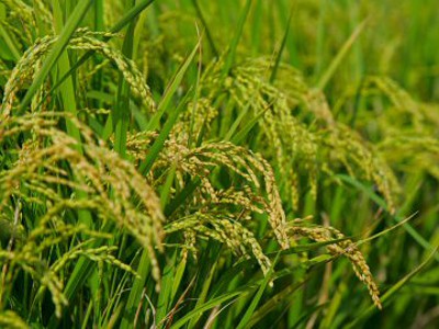 面對詭譎的氣候變化，稻米該如何因應？（本圖由農業易遊網提供）