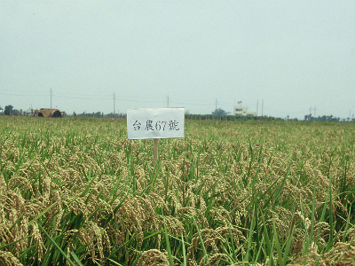 台灣世界級水稻品種之一的「台農67號」（圖片來源：農業科技大展網站）