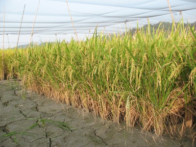 全球第一種半矮性水稻品種—「台中在來1號」（圖片來源：農業科技大展網站）