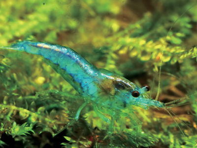 藍絲絨蝦琉璃蝦進化版，吸睛指數百分百