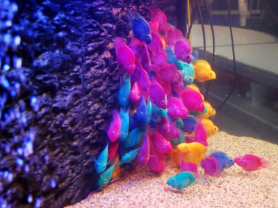 顏色好繽紛的彩色糖果魚