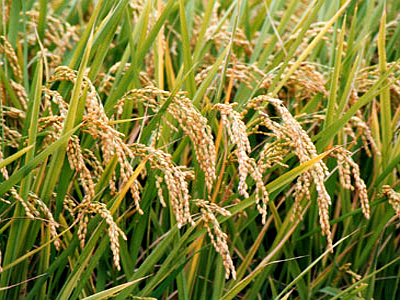 「寒露」節氣，時值二期稻作進入黃熟期（本圖由農業易遊網提供）